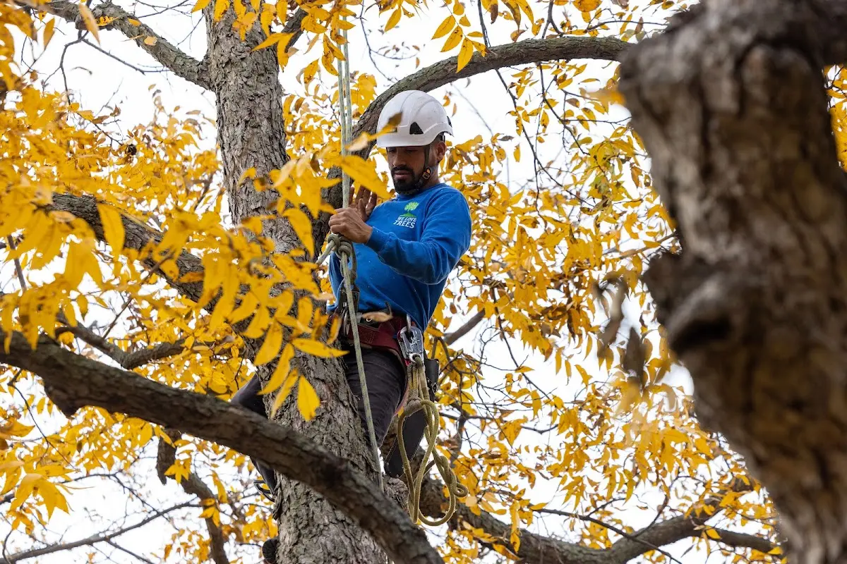 Skilled Emergency Tree Service crew working in Leon
