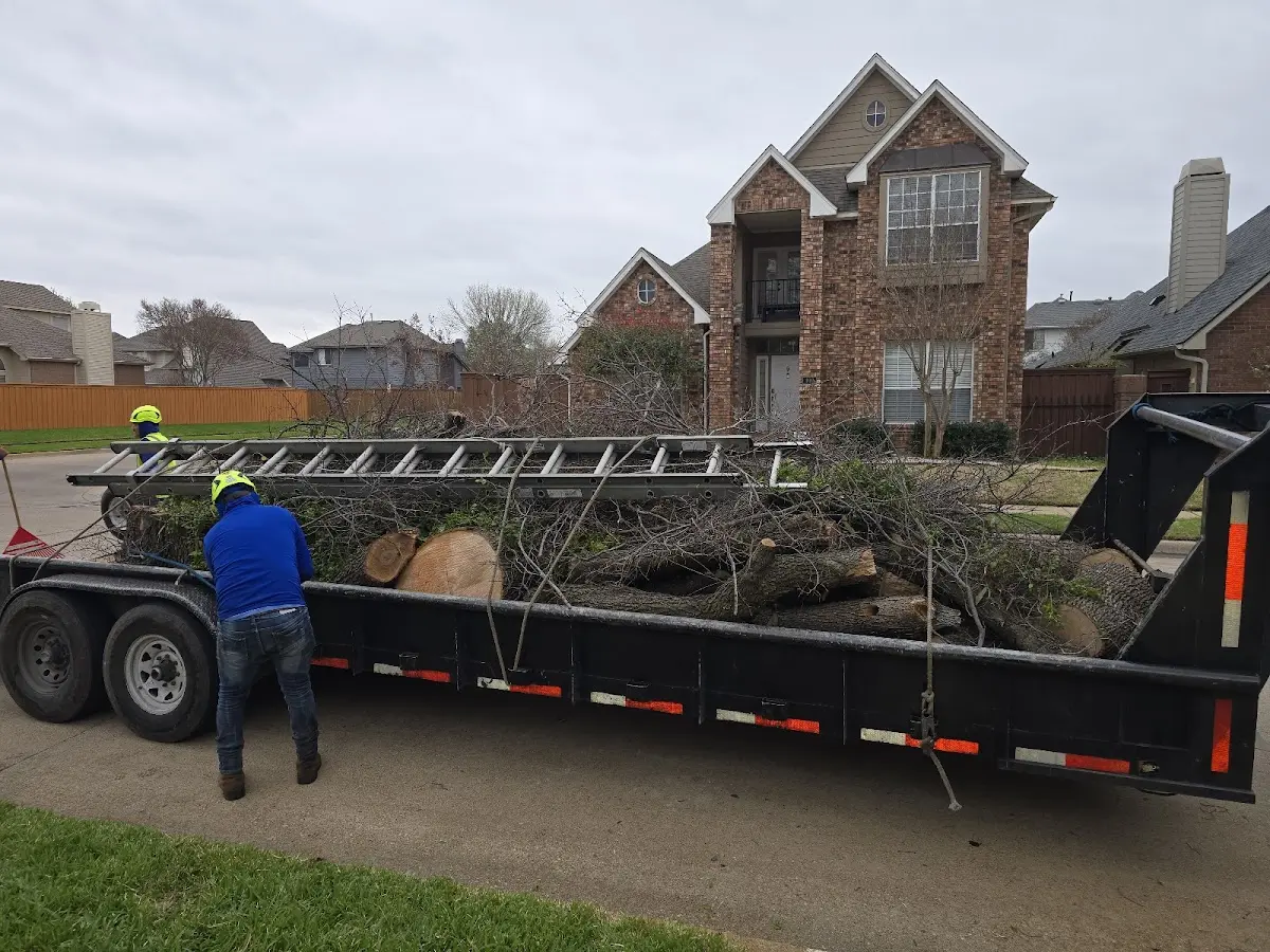 Expert Tree Removal with proper safety equipment in Leon